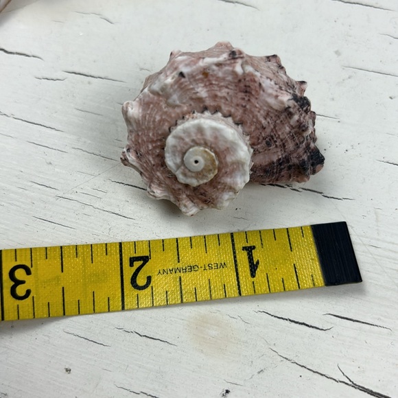 shells - Picture 7 of 15